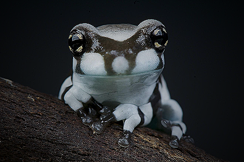 Amazon Milk Frogs - amazon milk frogs for sale