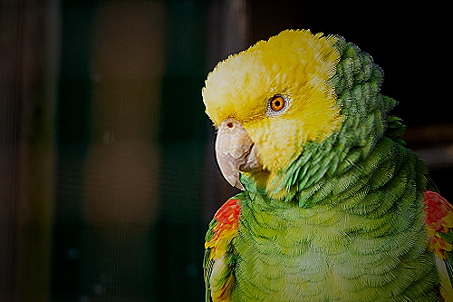 Yellow Headed Amazon Parrot - Image - yellow headed amazon price